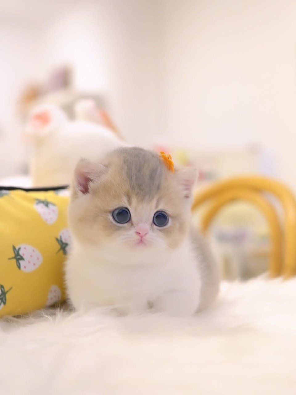 Luna Munchkin kitten for Sale Galveston Texas - Female Silver Blue Coat bright, walnut-shaped eyes